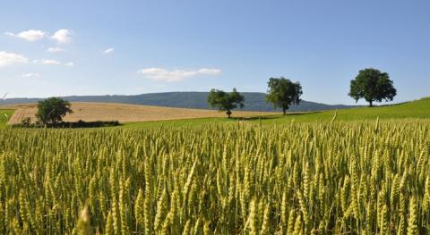 champ de blé